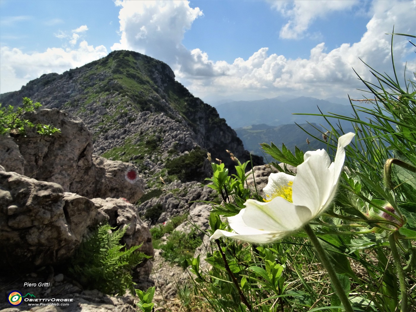 81 Genziana di Clusius (Gentiana clusii) per Cima Spada.JPG